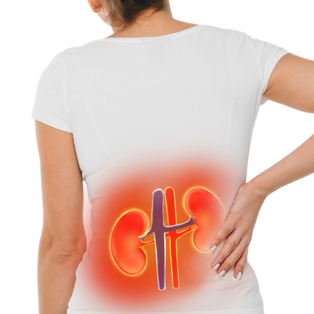Kidney